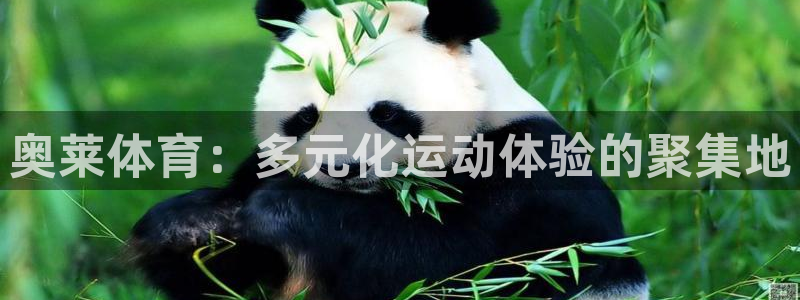 vsport体育官网下载招商电话地址：奥莱体育：多元