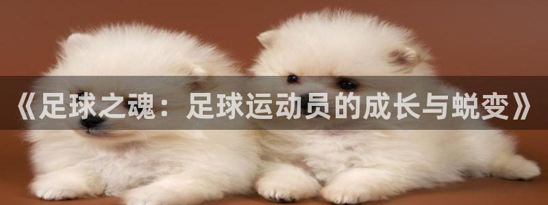 vsport体育：《足球之魂：足球运